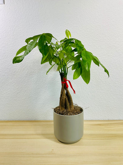 Money Tree with braided trunk in 4 inch gray ceramic pot