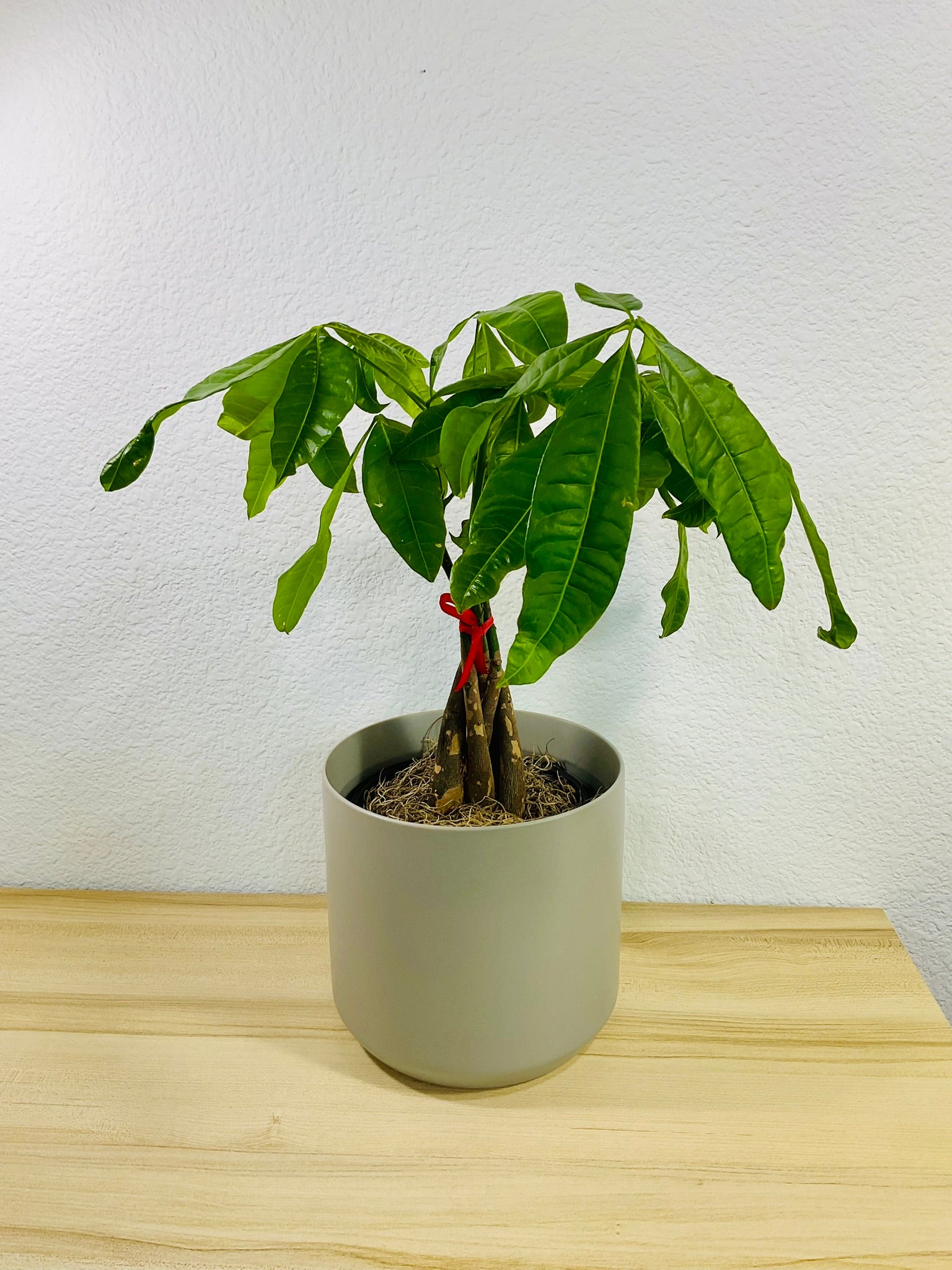 Money Tree with braided trunk in 6 inch gray ceramic pot