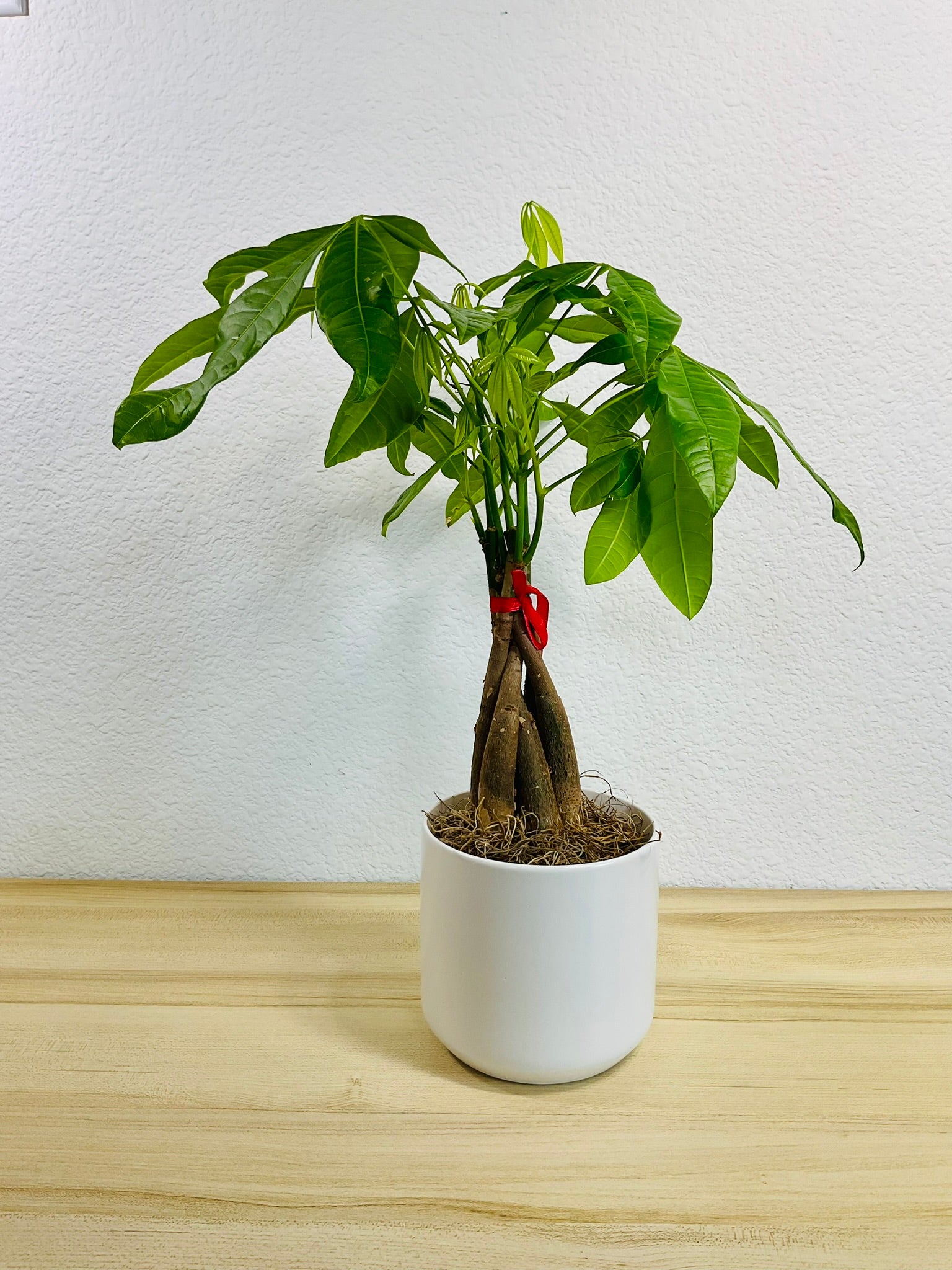 Money Tree with braided trunk in 4 inch white ceramic pot