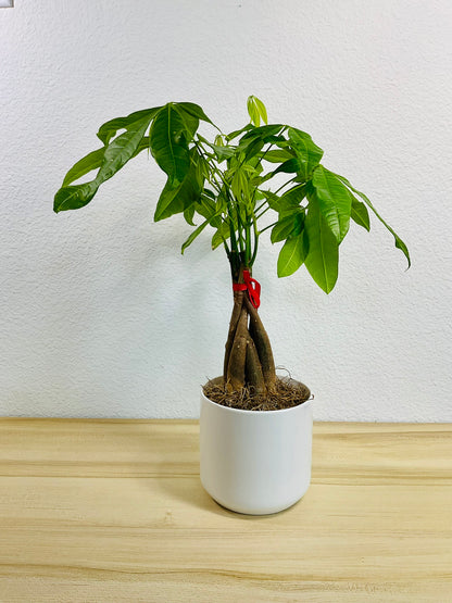 Money Tree with braided trunk in 4 inch white ceramic pot