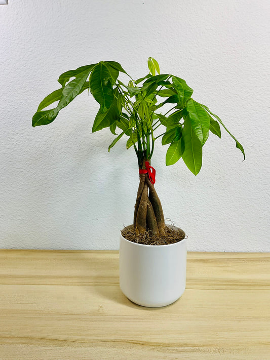 Money Tree with braided trunk in 4 inch white ceramic pot