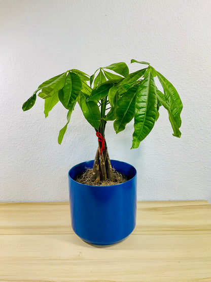 Money Tree with braided trunk in 6 inch blue ceramic pot, tilt view