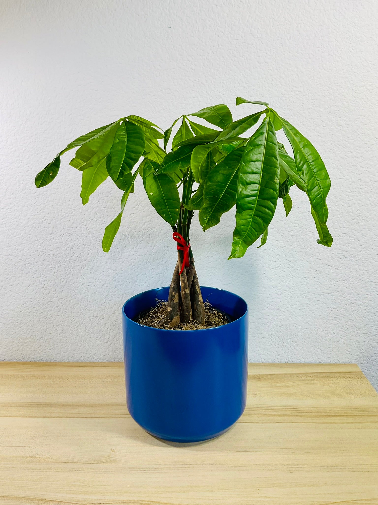 Money Tree with braided trunk in 6 inch blue ceramic pot