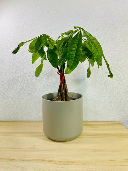Money Tree with braided trunk in 6 inch gray ceramic pot