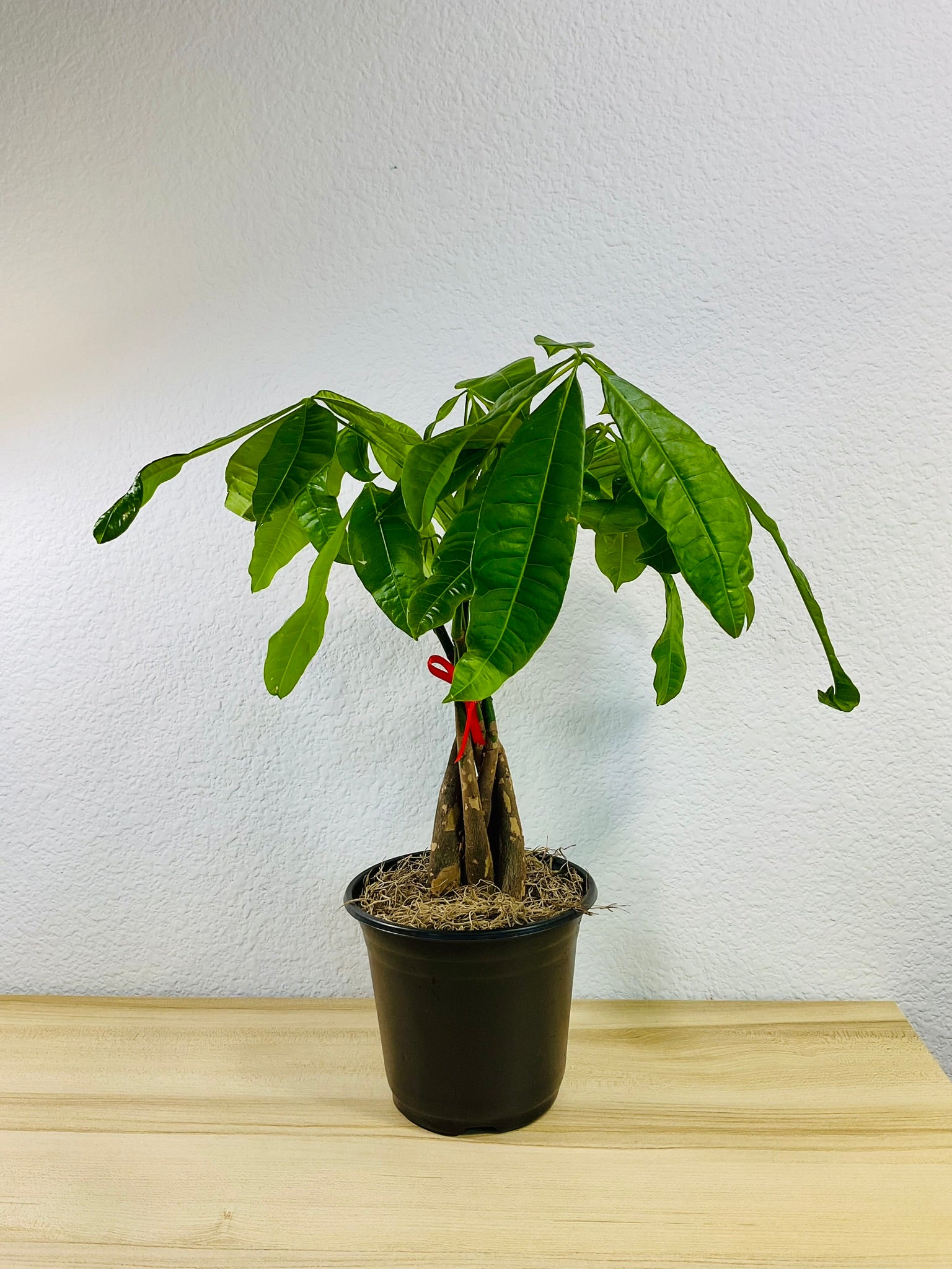 Money Tree with braided trunk in 6 inch grow pot