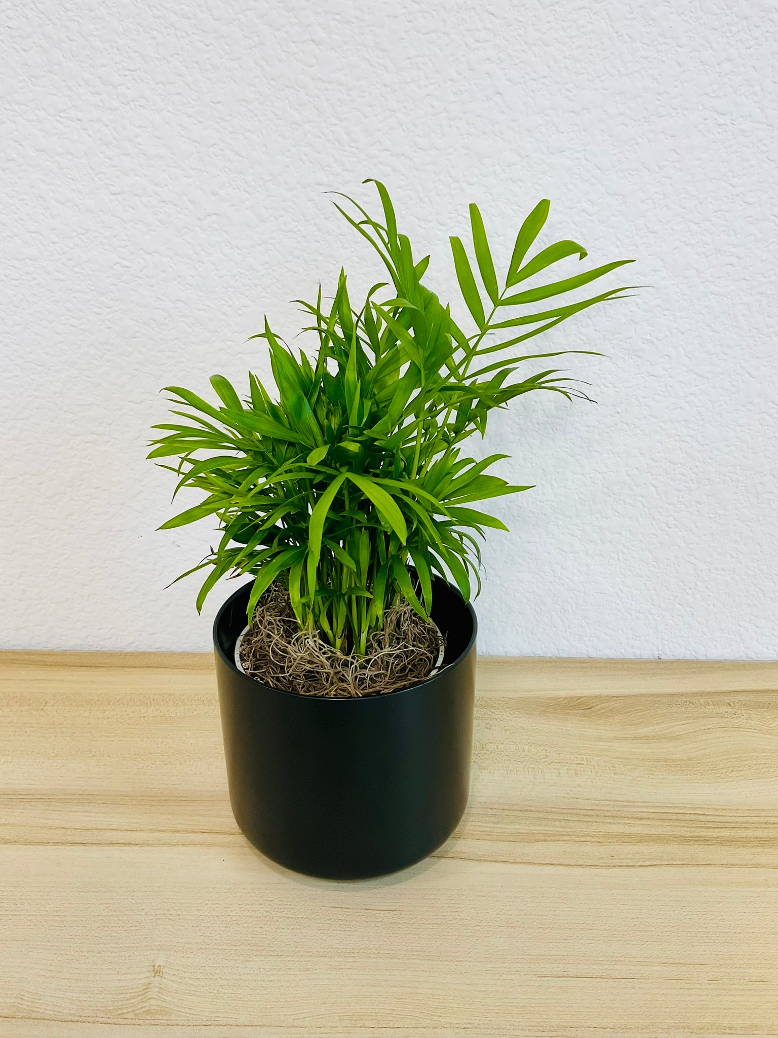 Parlor Palm in 4 inch black ceramic pot tilt view
