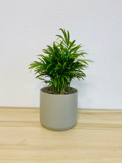 Parlor Palm in 4 inch gray ceramic pot