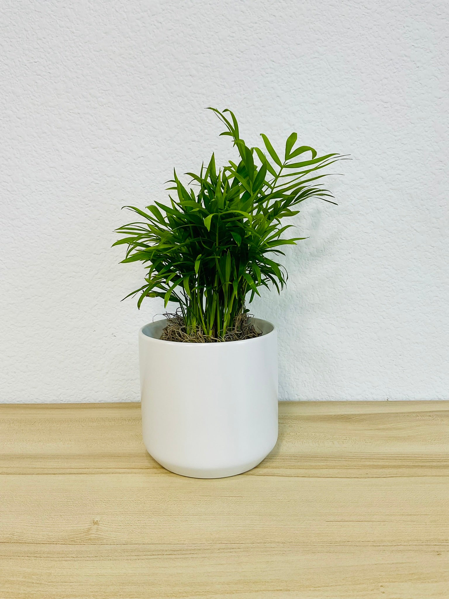 Parlor Palm in 4 inch white ceramic pot