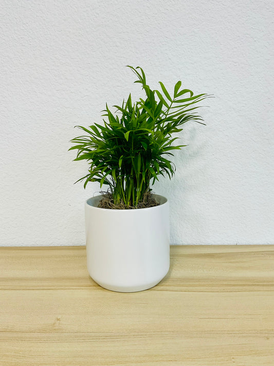 Parlor Palm in 4 inch white ceramic pot