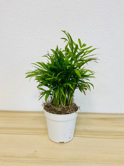 Parlor Palm in white grow pot