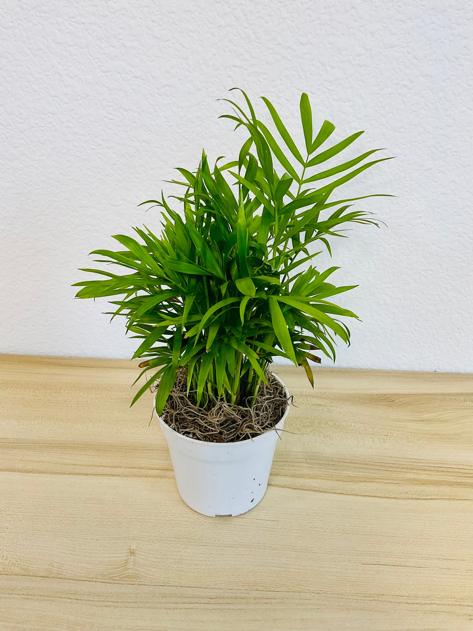 Parlor Palm in white grow pot, tilt view