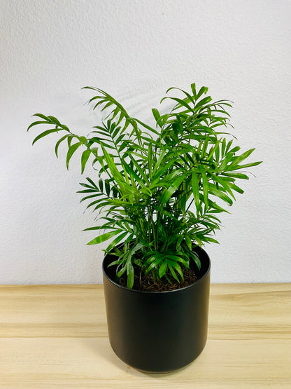 Parlor Palm in 6 inch black ceramic pot, tilt view