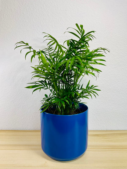 Parlor Palm in 6 inch blue ceramic pot