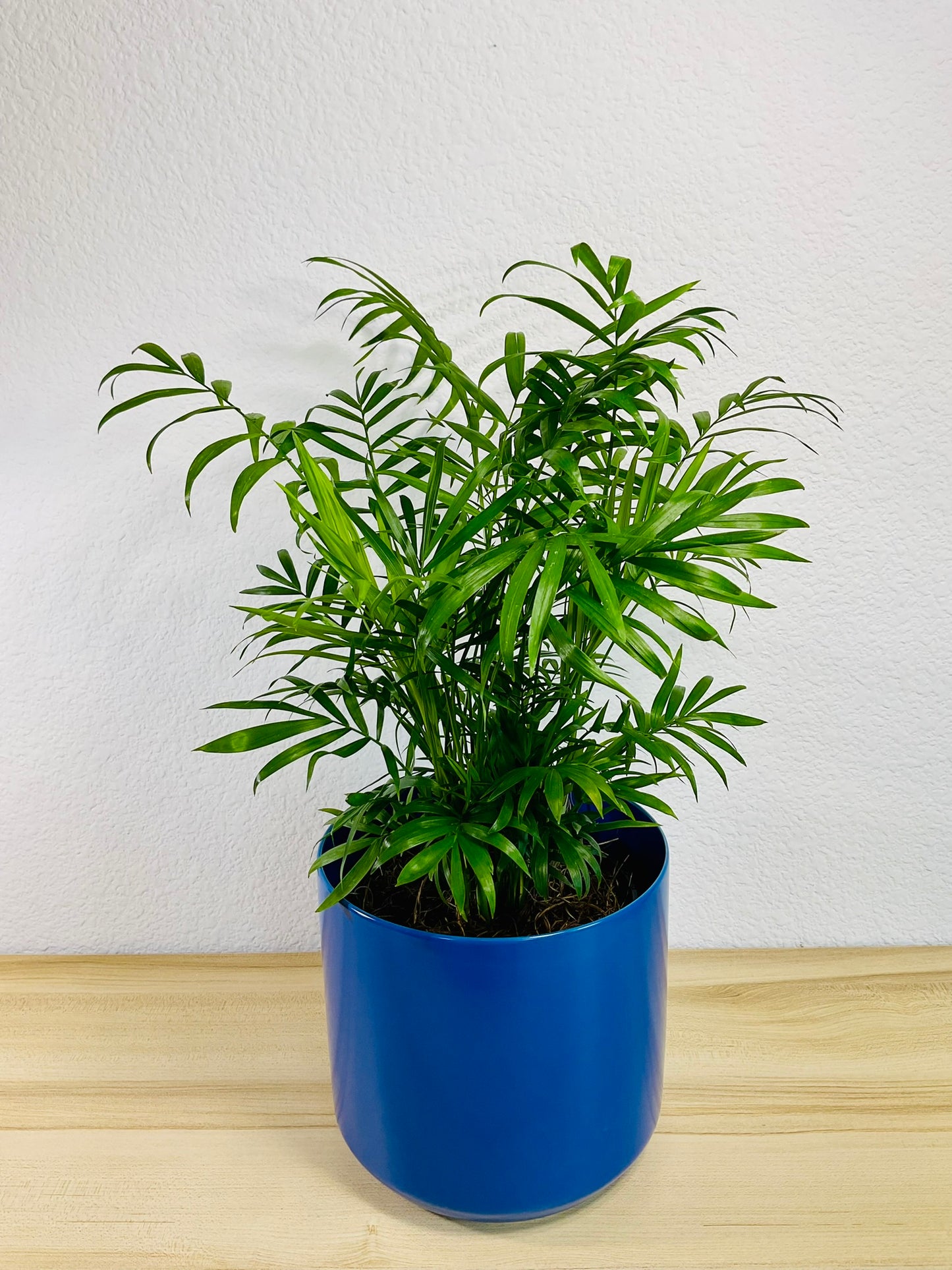 Parlor Palm in 6 inch blue ceramic pot, tilt view