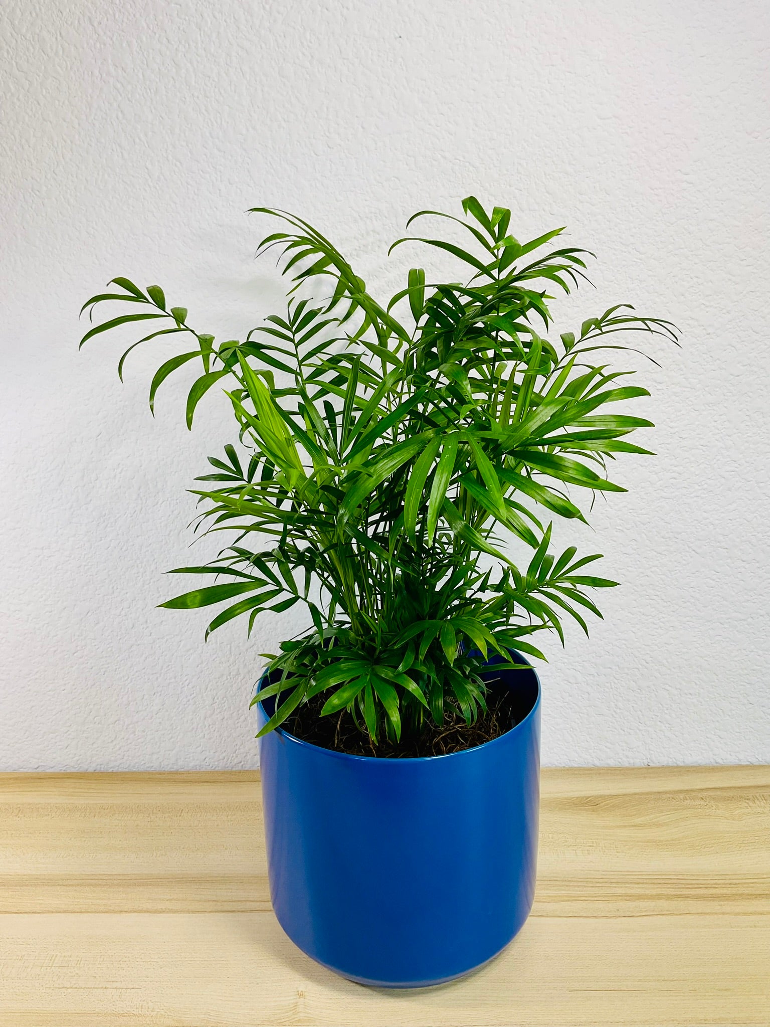 Parlor Palm in 6 inch blue ceramic pot, tilt view