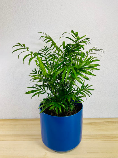 Parlor Palm in 6 inch blue ceramic pot, tilt view
