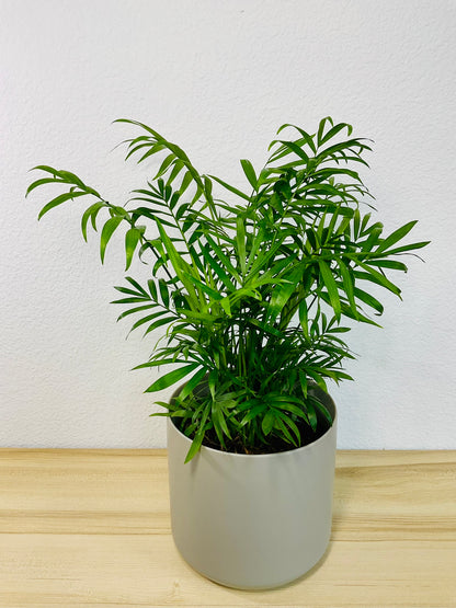 Parlor Palm in 6 inch gray ceramic pot, tilt view