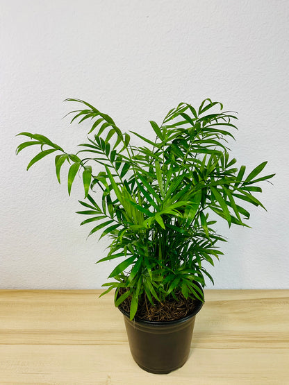 Parlor Palm in grow pot, tilt view close up
