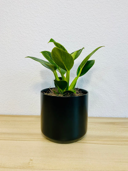 Birkin Philodendron in black ceramic pot