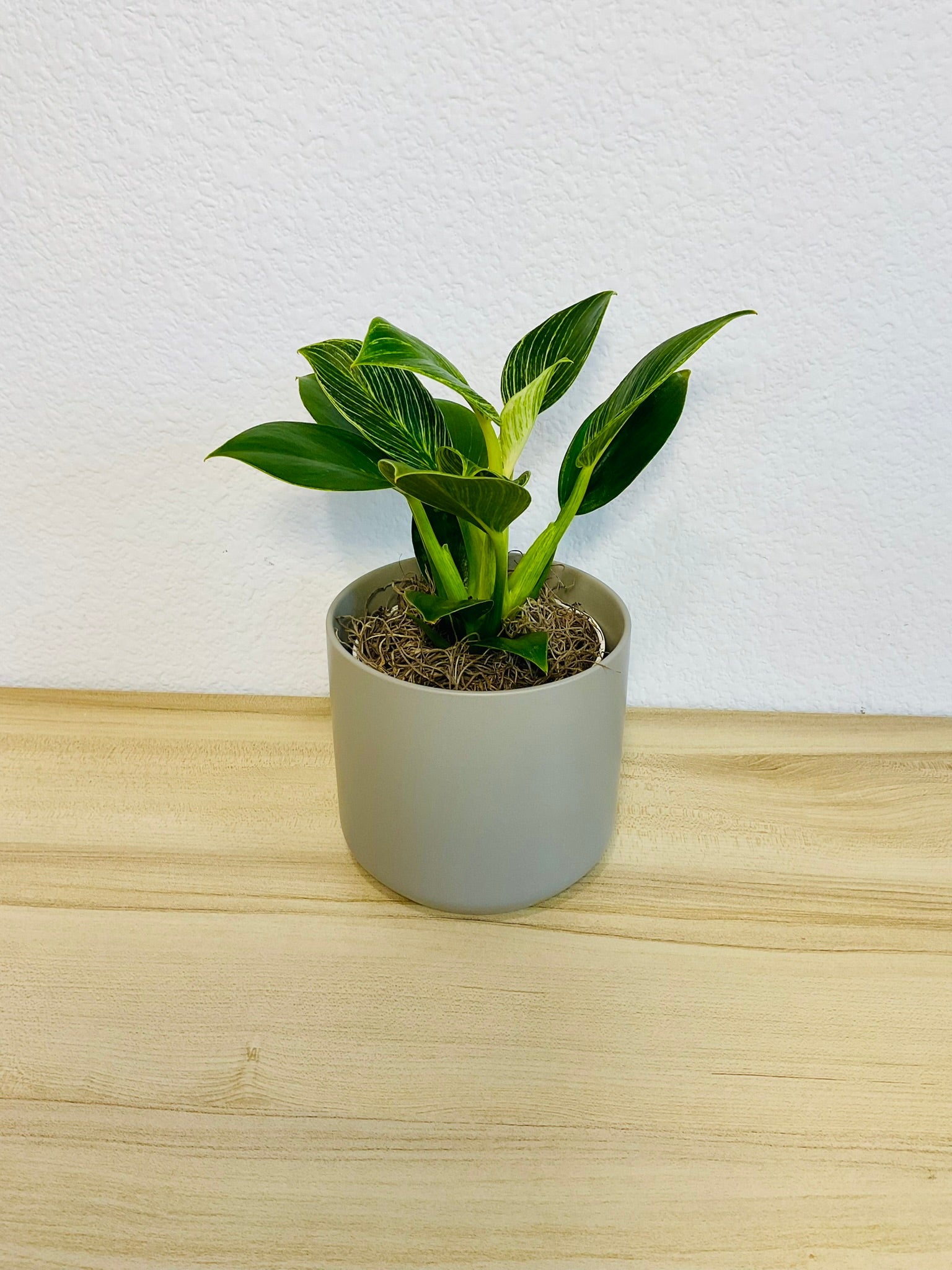 Birkin Philodendron in gray ceramic pot, tilt view