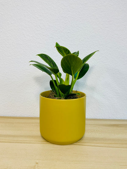 Birkin Philodendron in ochre ceramic pot, tilt view