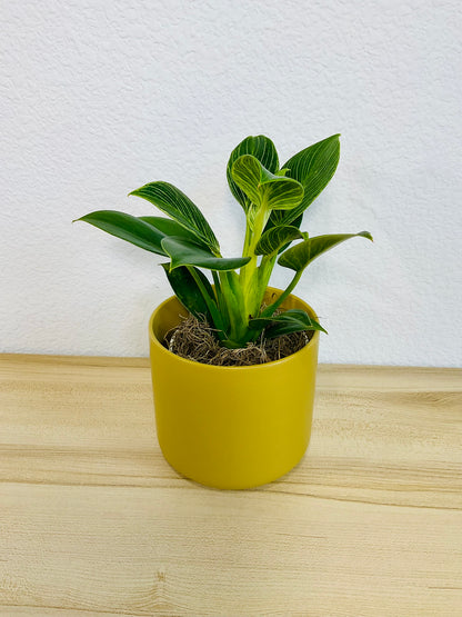 Birkin Philodendron in ochre ceramic pot, different view