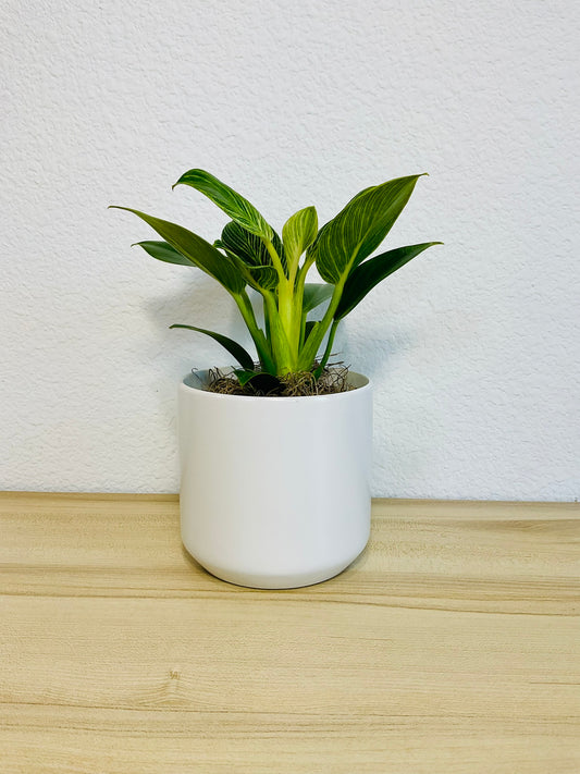 Birkin Philodendron in white ceramic pot 