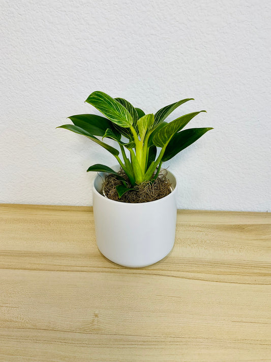 Birkin Philodendron in white ceramic pot, different view