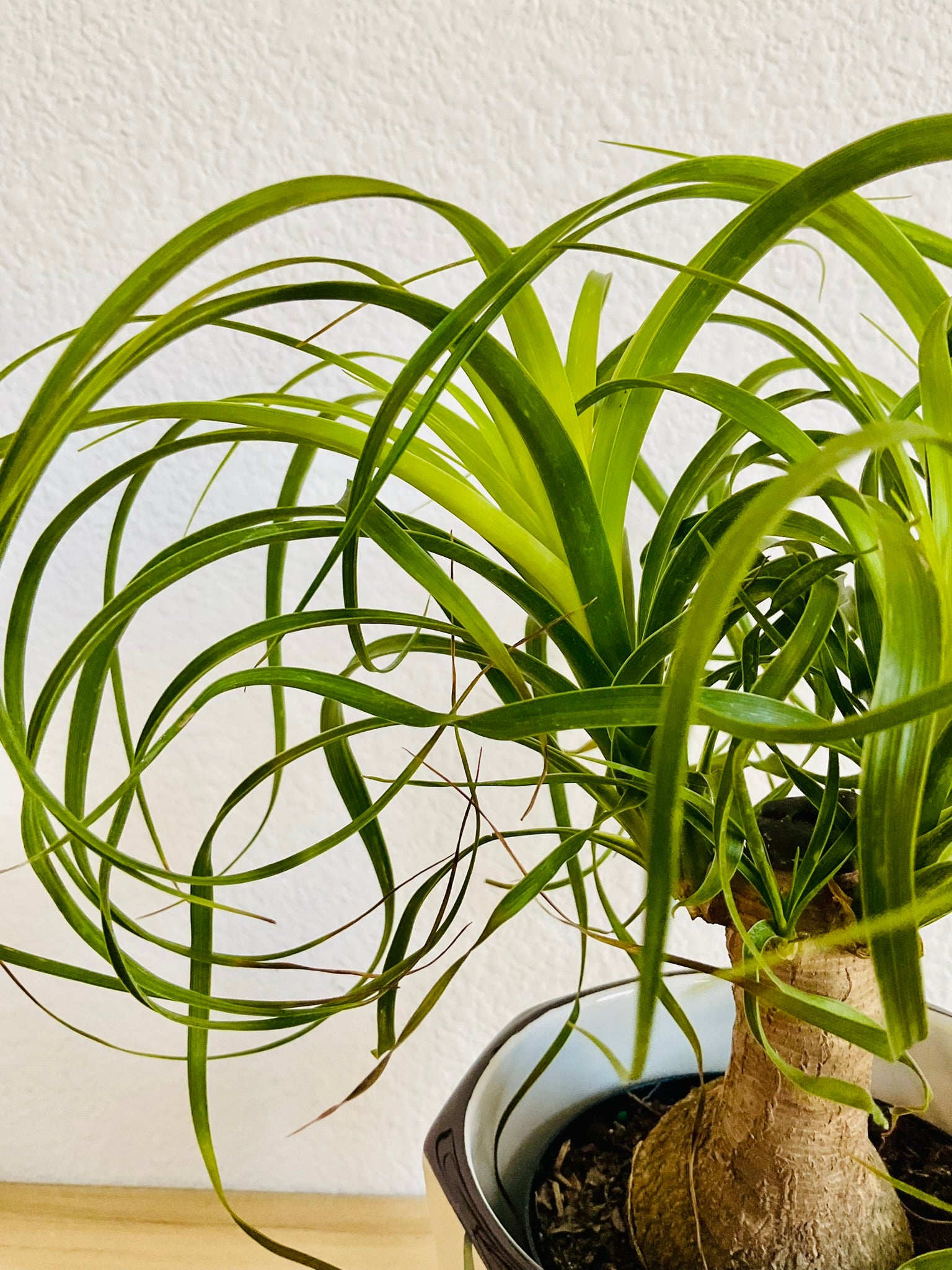 Close-up of Ponytail Palm with long curling leaves