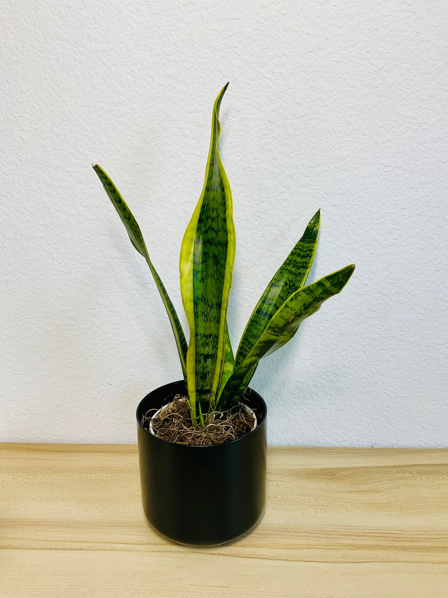 Snake Plant Laurentii with upright yellow-edged green leaves in a black ceramic planter - tilt view.