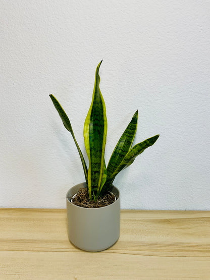Snake Plant Laurentii with upright yellow-edged green leaves in a gray ceramic planter - tilt view.