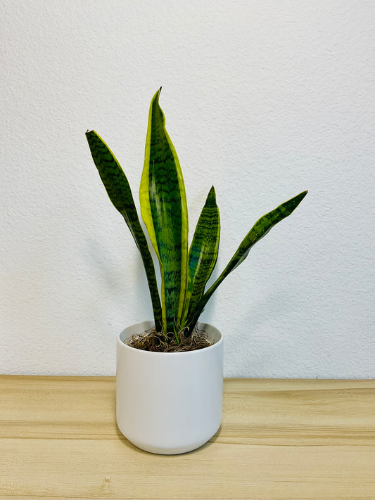 Snake Plant Laurentii with upright yellow-edged green leaves in a white ceramic planter.