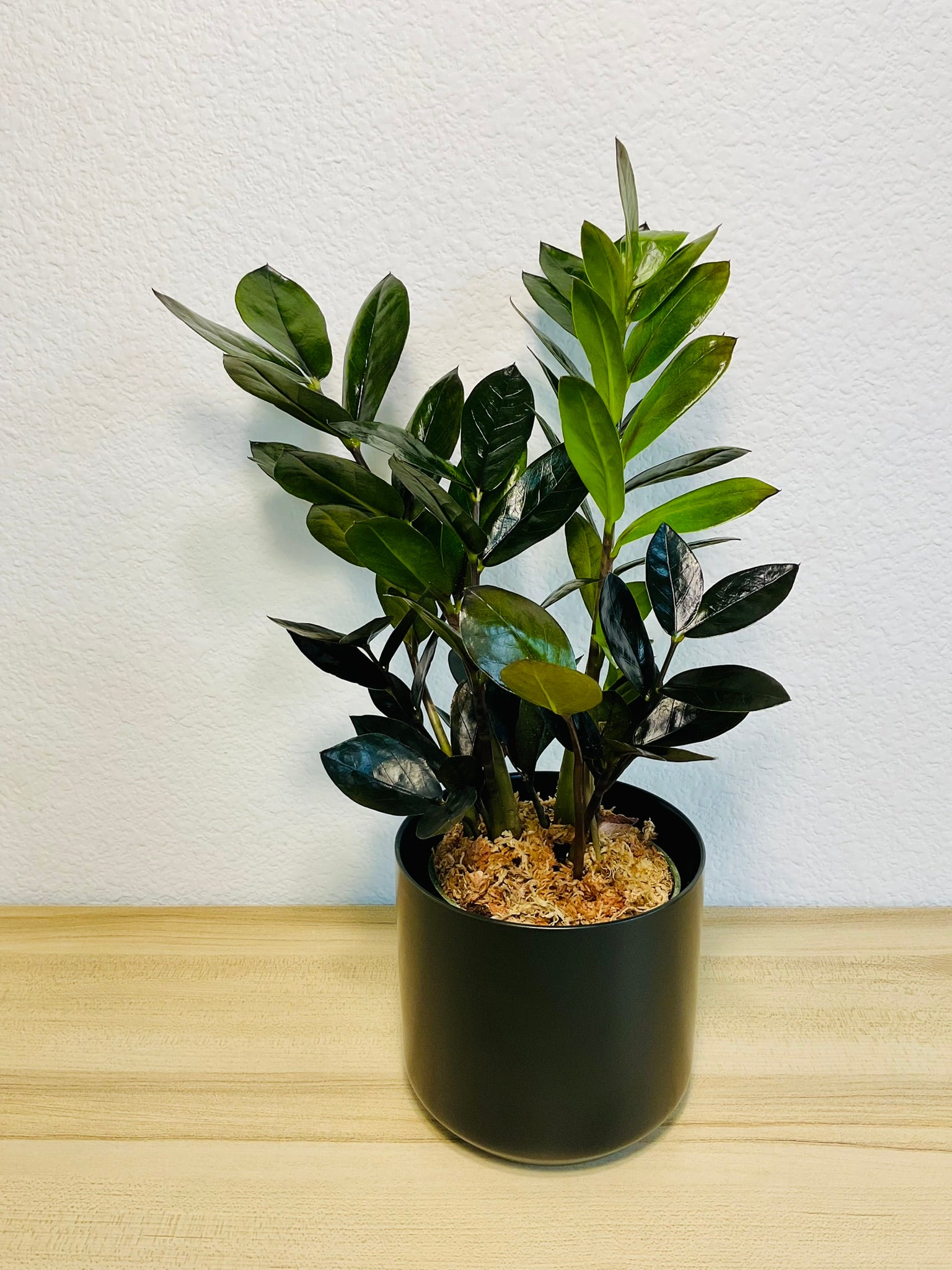 ZZ Plant Black (Raven ZZ)
