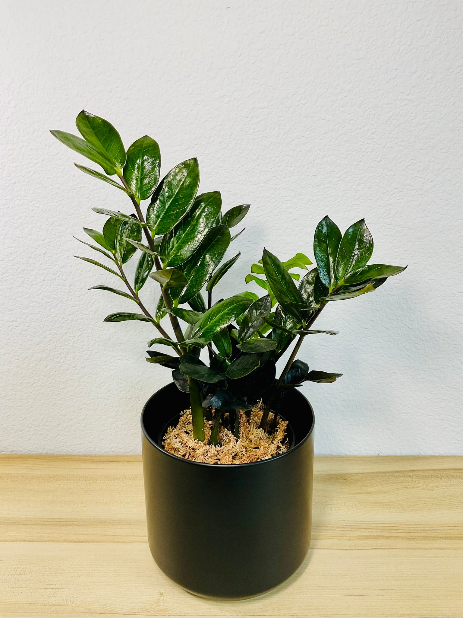 raven zz plant near me ZZ Plant Black