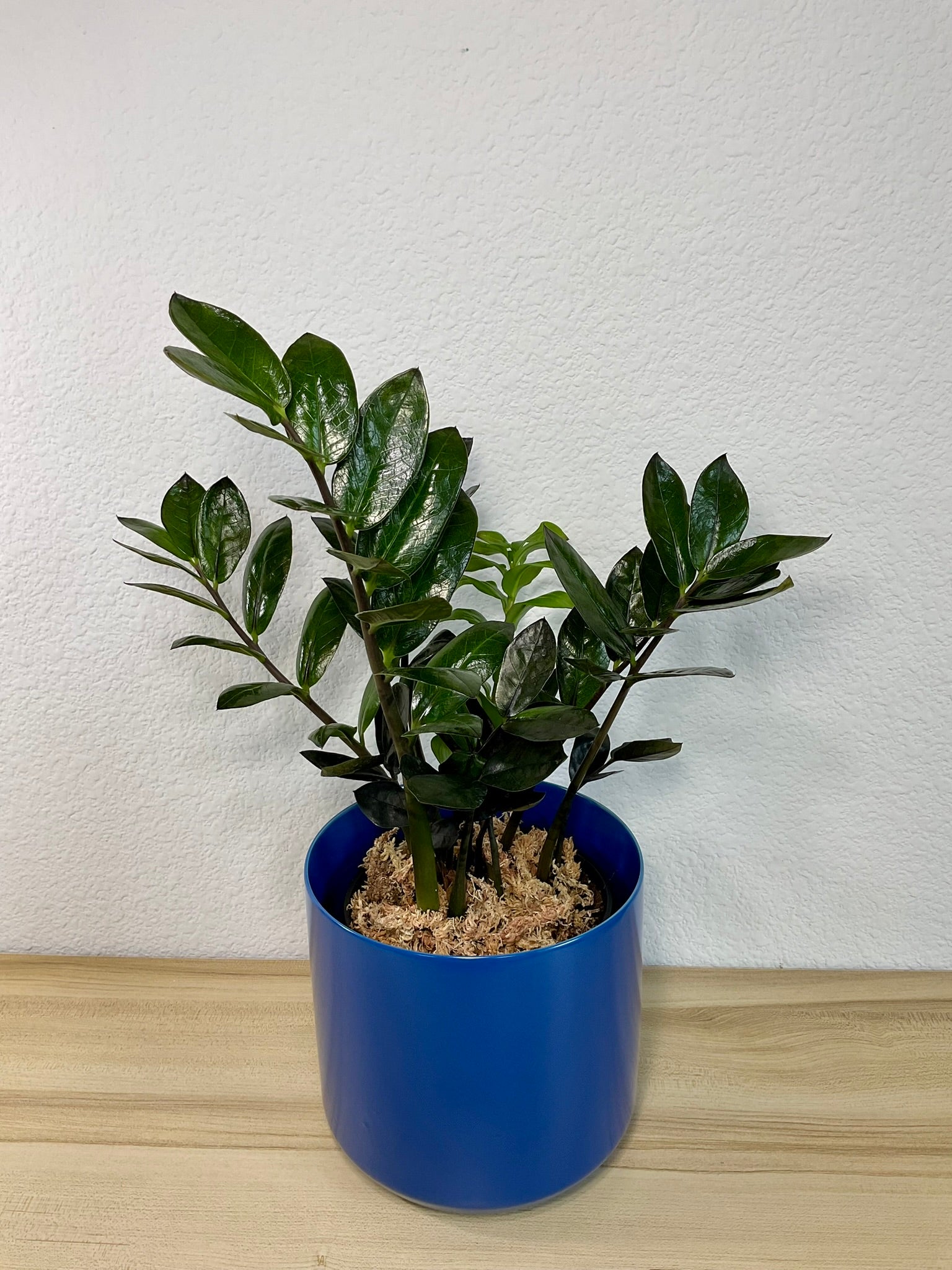 zz plant lowe's ZZ Plant Black