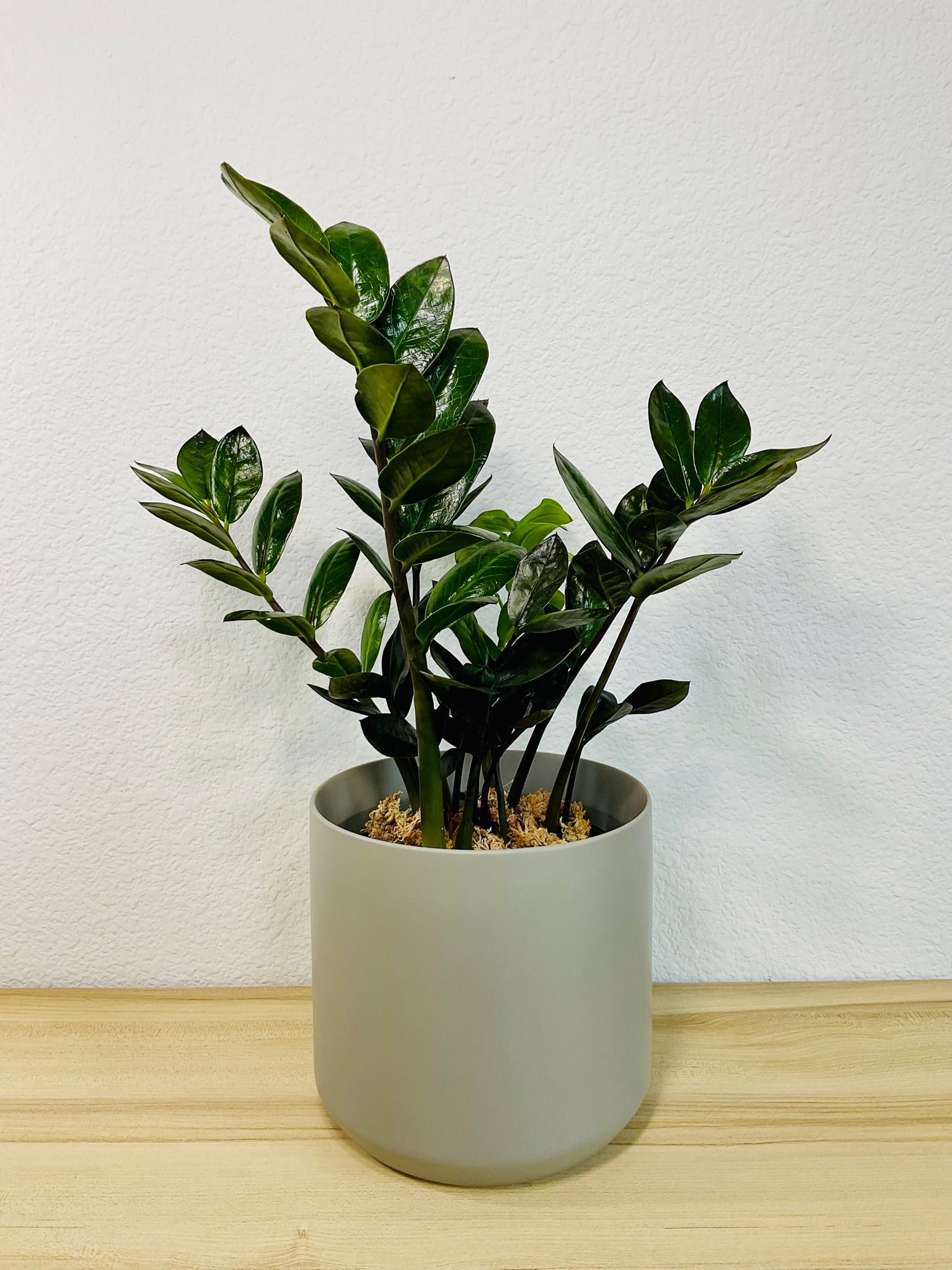 black zz plant pet safe ZZ Plant Black