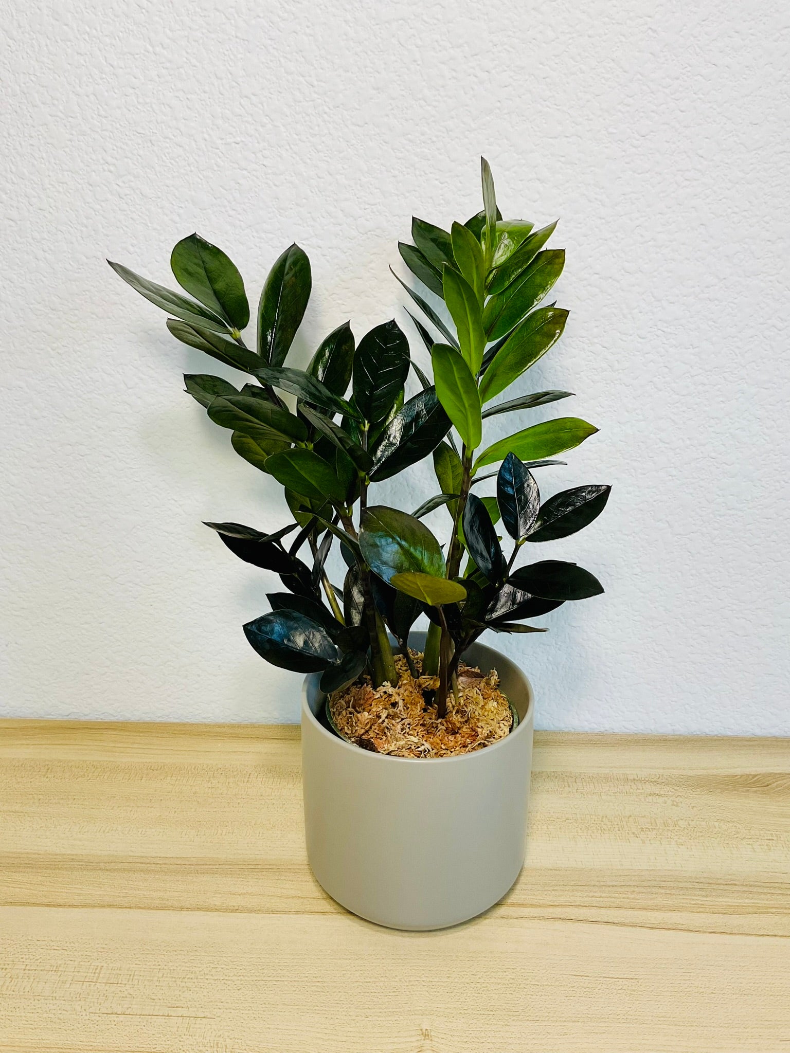 black zz plant ZZ Plant Black