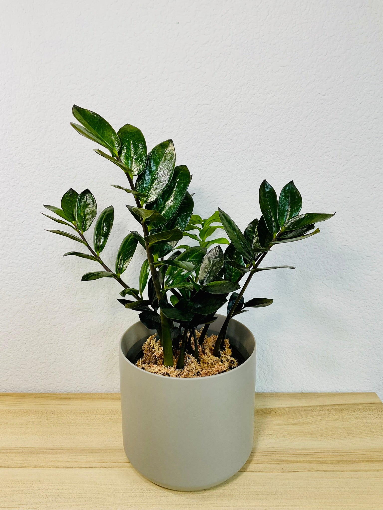 raven zz plant for sale ZZ Plant Black