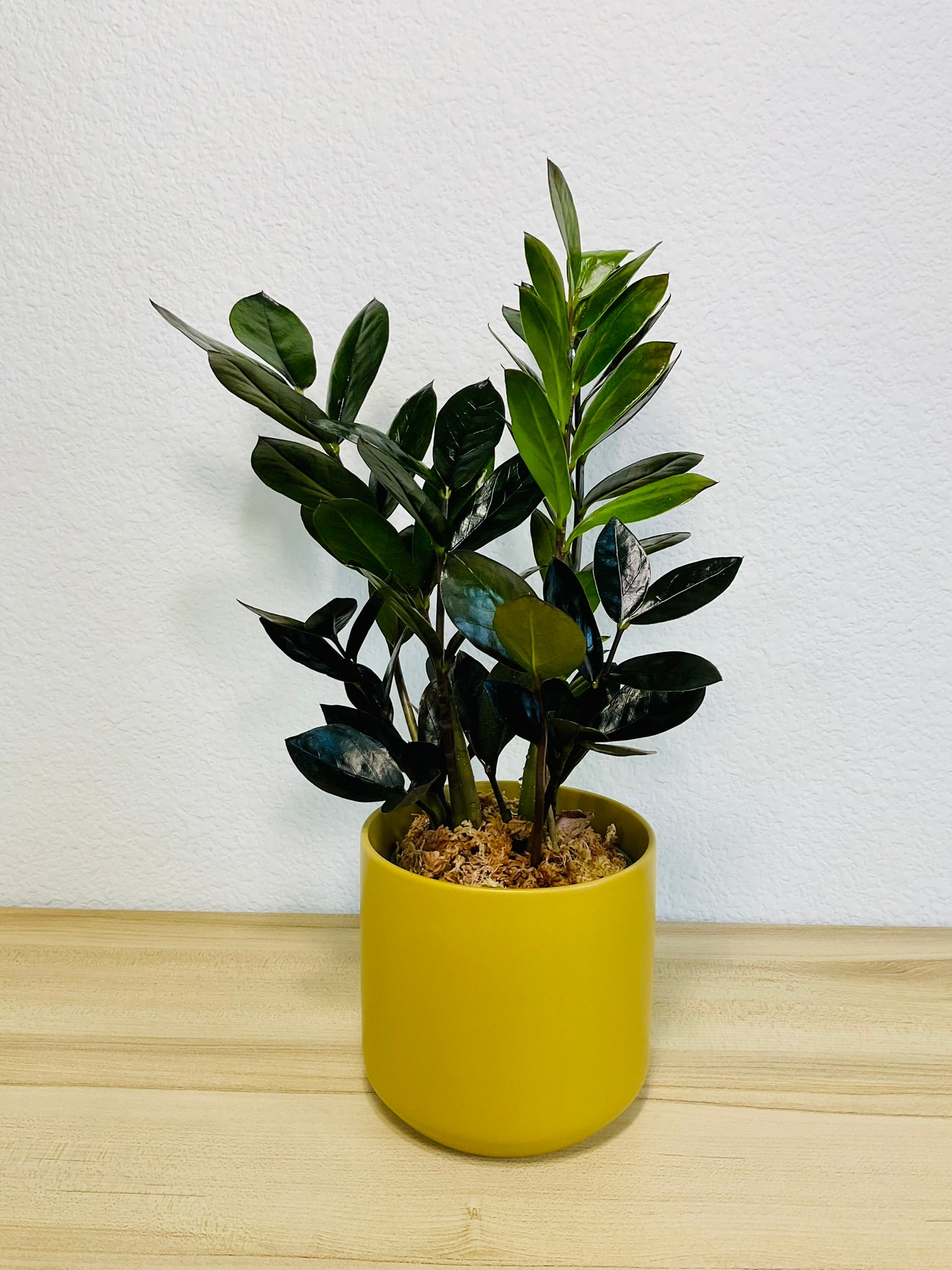 purple zz plant ZZ Plant Black