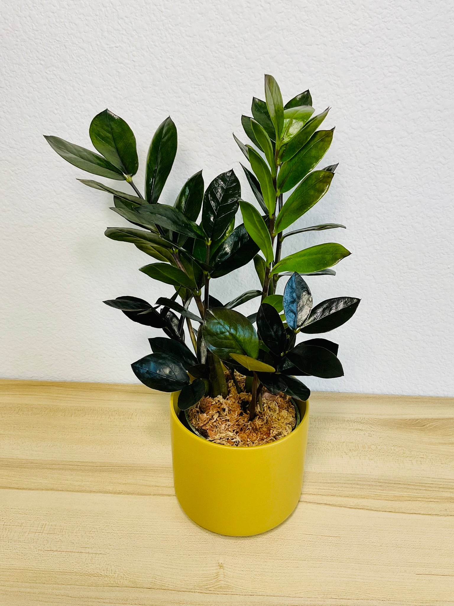 zz plant dark leaves ZZ Plant Black