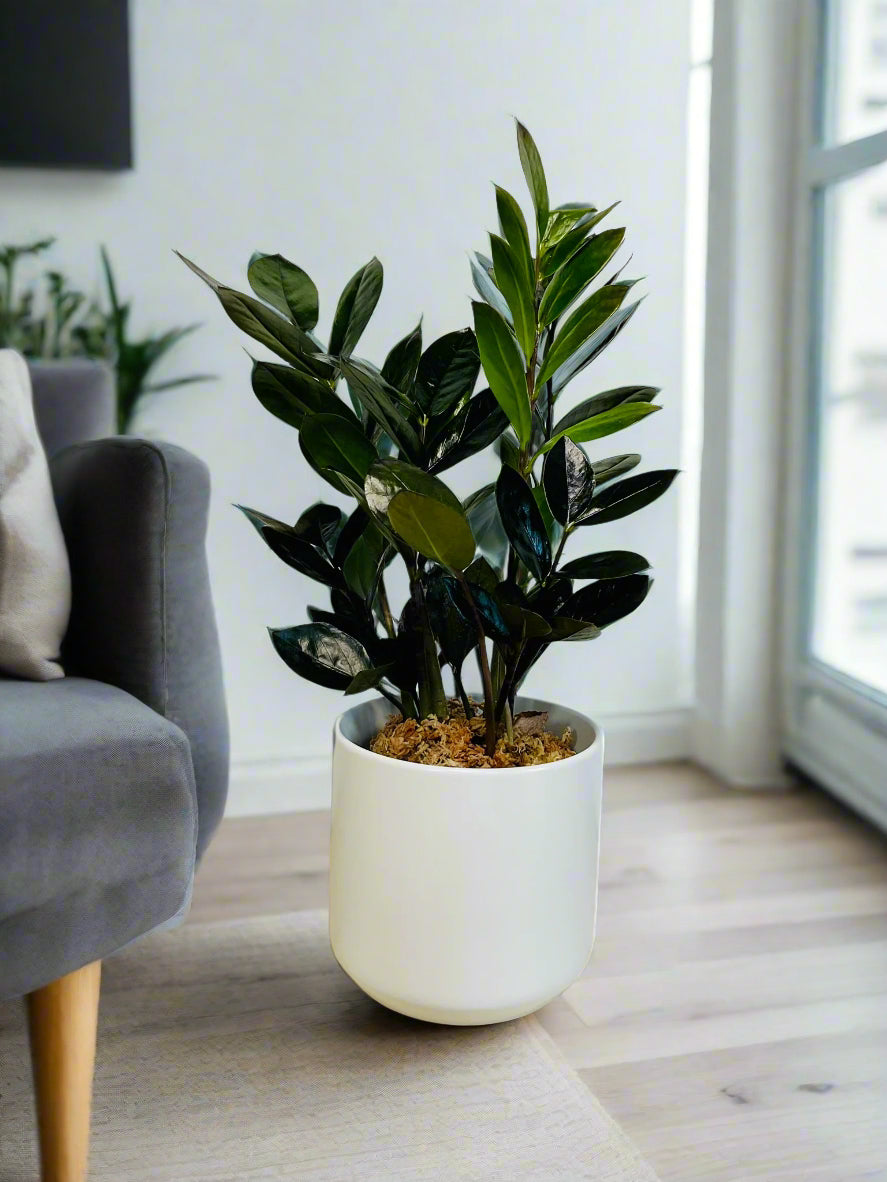 black zz plant light ZZ Plant Black (Raven ZZ)