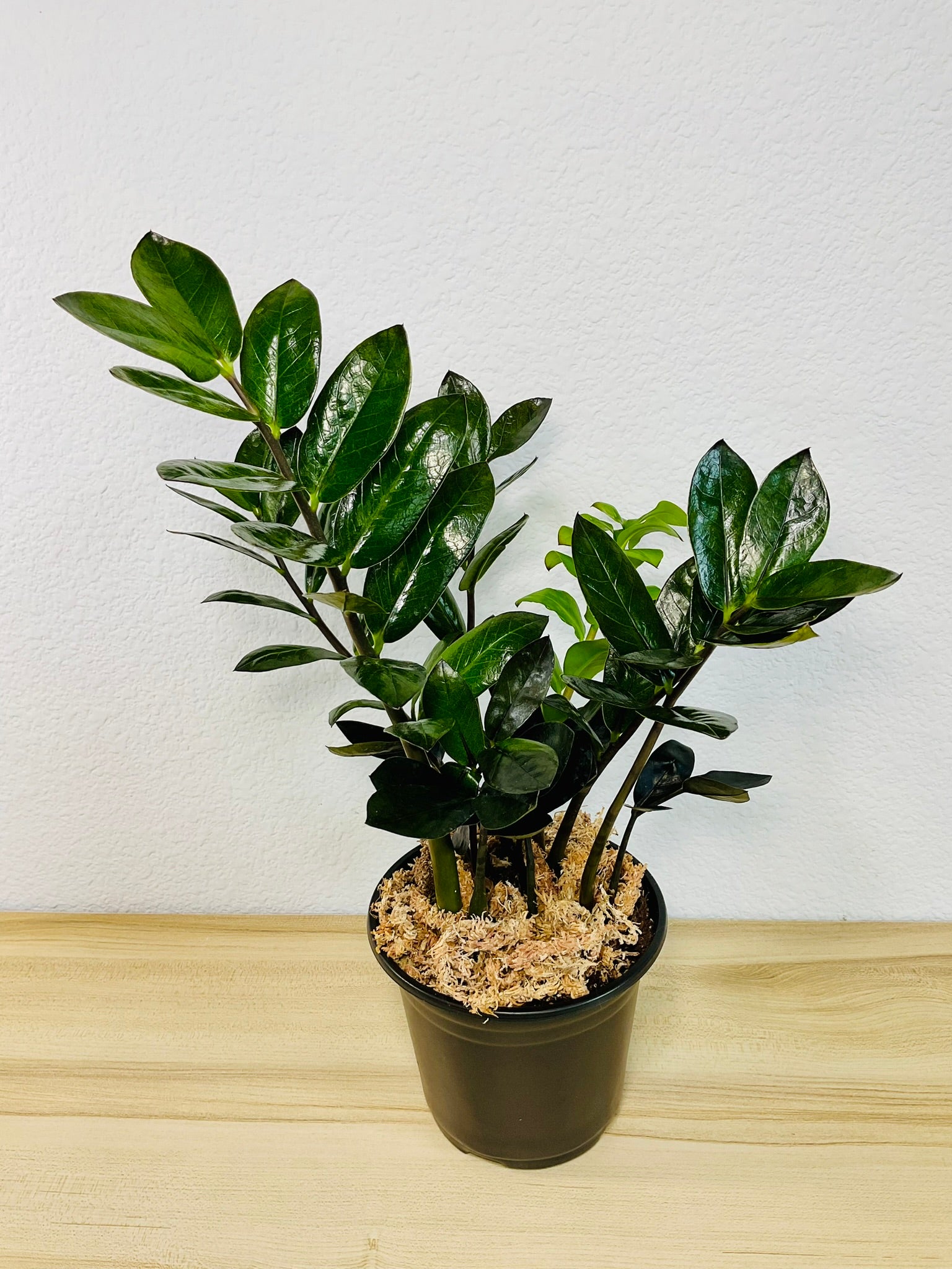 zz plant ikea ZZ Plant Black