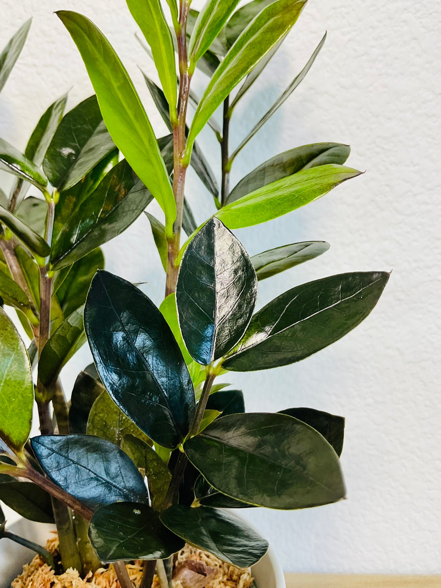 raven zz plant near me ZZ Plant Black