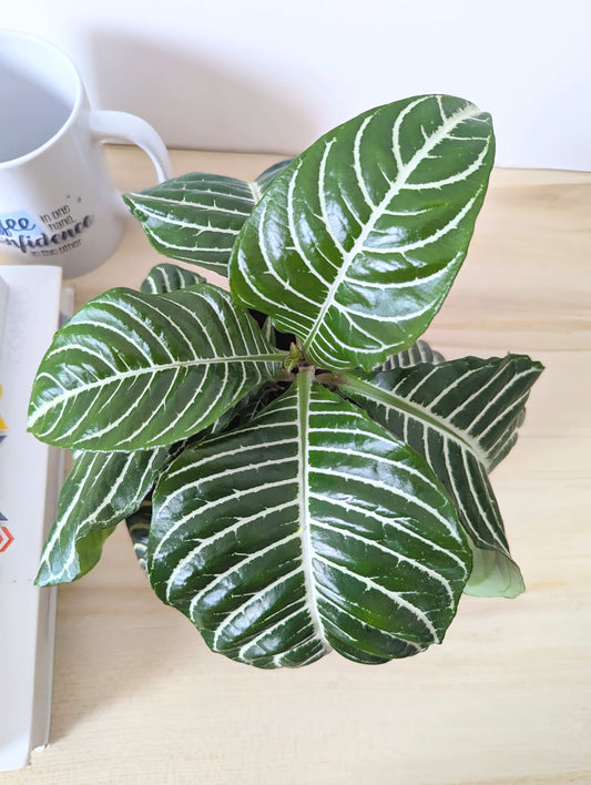Zebra Plant with striped green and white leaves top view