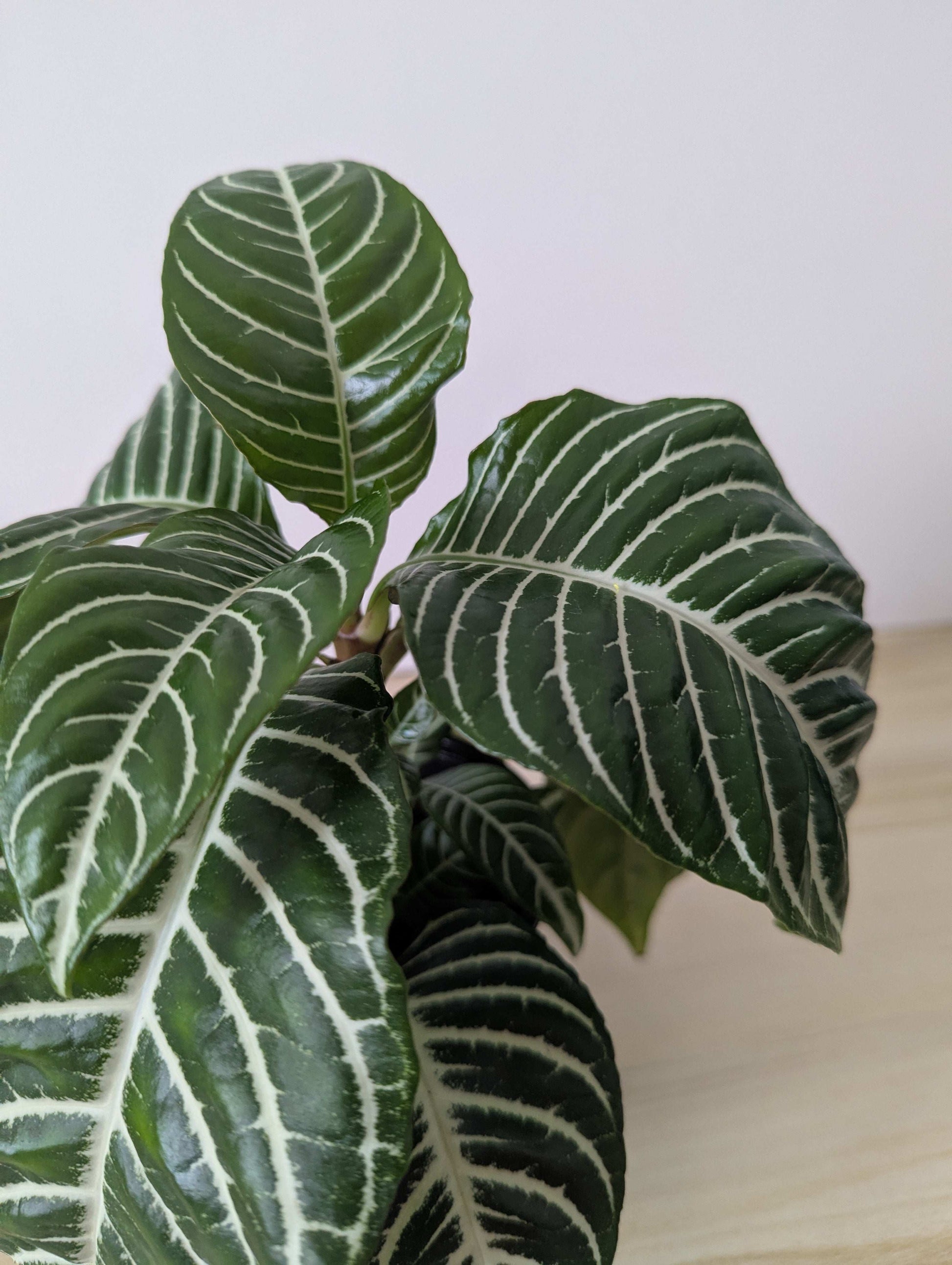 Aphelandra Squarrosa Up close