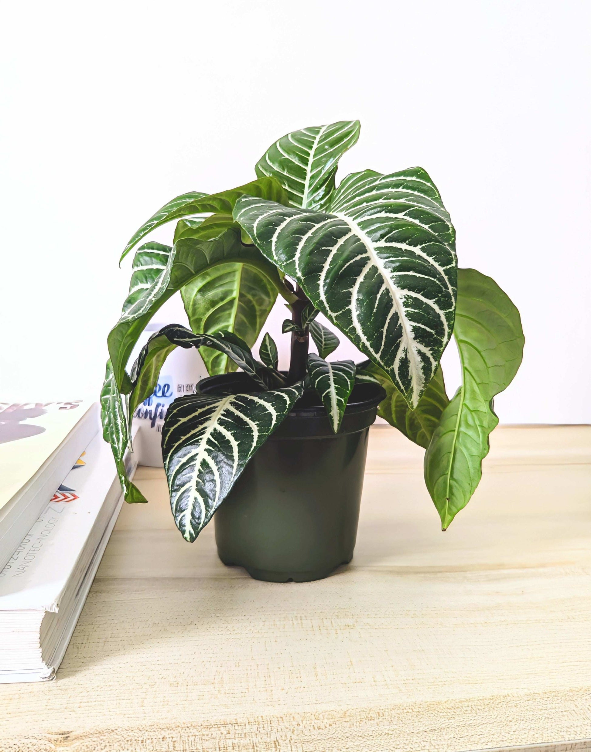 Aphelandra Squarrosa on study table