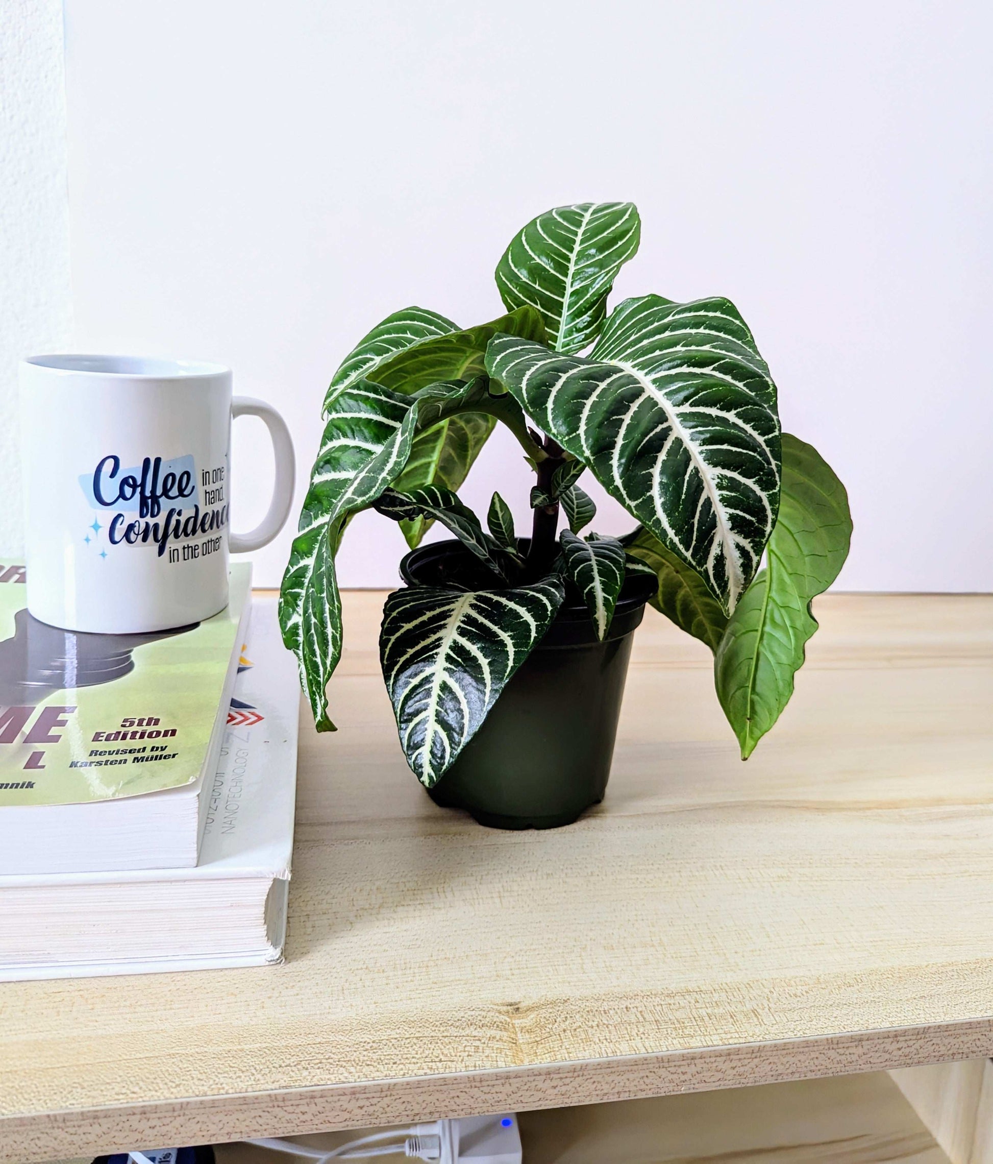Zebra Plant (Aphelandra Squarrosa)