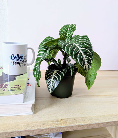 Zebra Plant (Aphelandra Squarrosa)