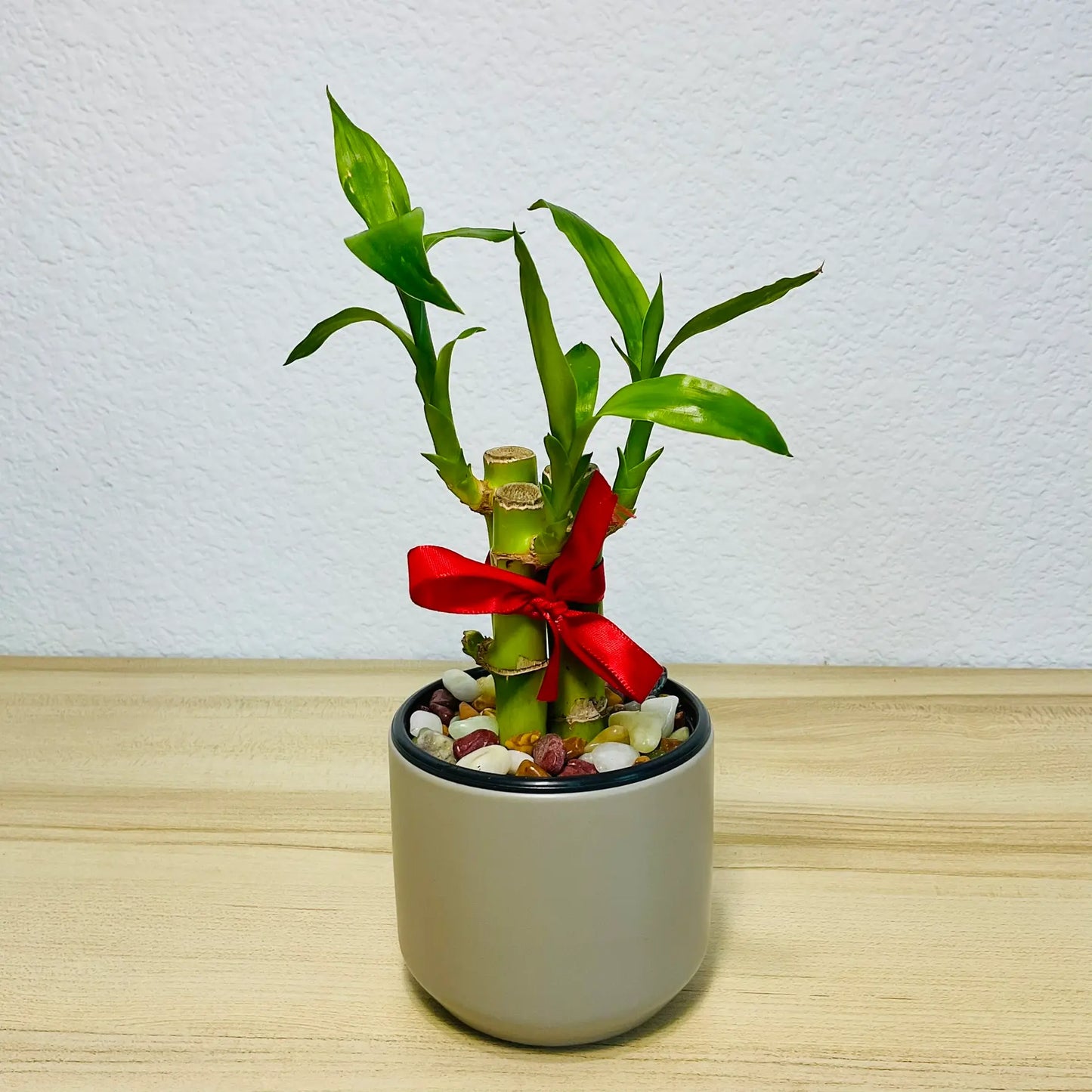 Lucky bamboo stalks in round gray ceramic pot
