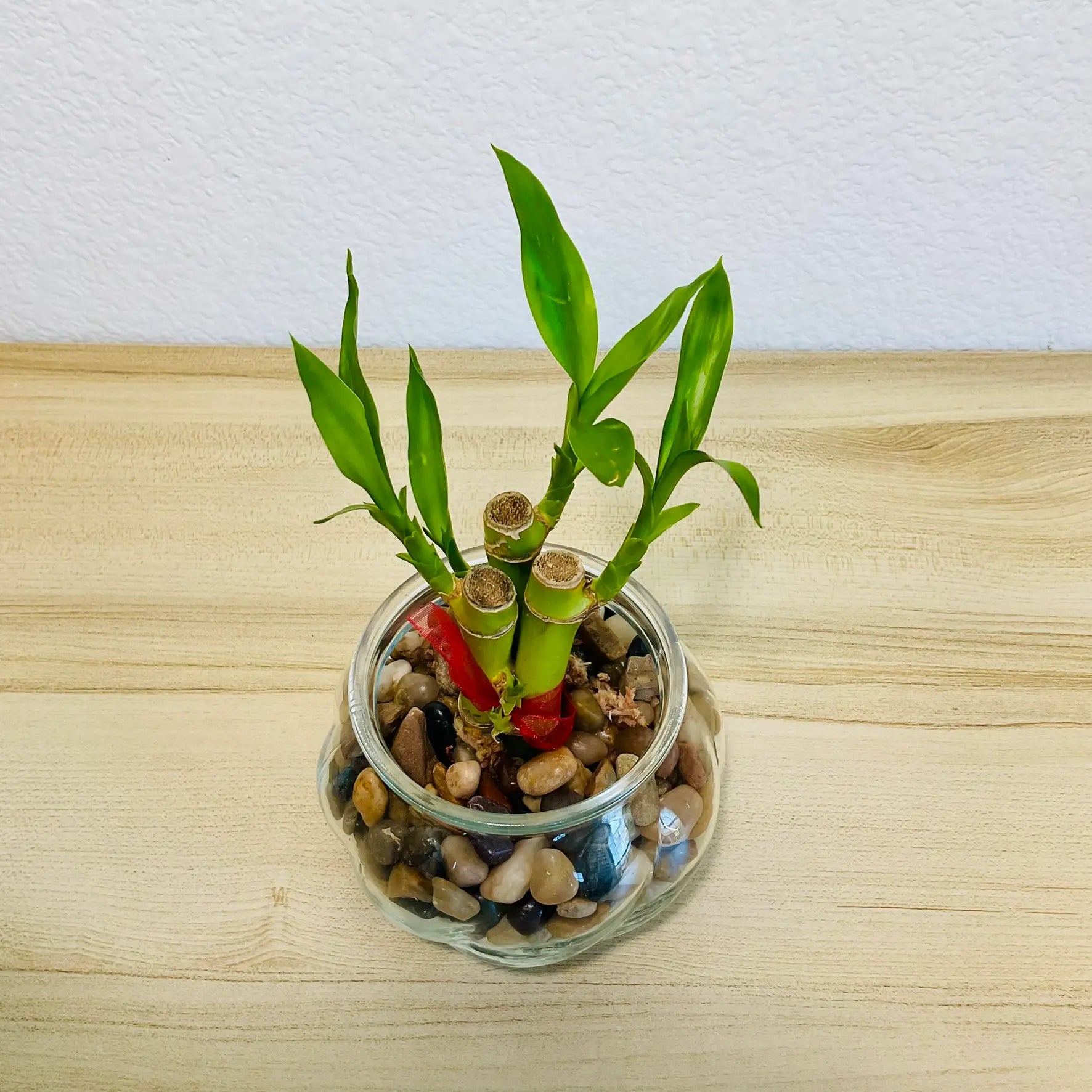 Lucky bamboo stalks in glass bowl shape pot - top view